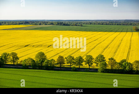 Champ de colza à côté de la piste de l'aérodrome de l'Rechlin-Larz, Sneek, Mecklenburg Lake District, Rügen, Mecklembourg-Poméranie-Pom Banque D'Images