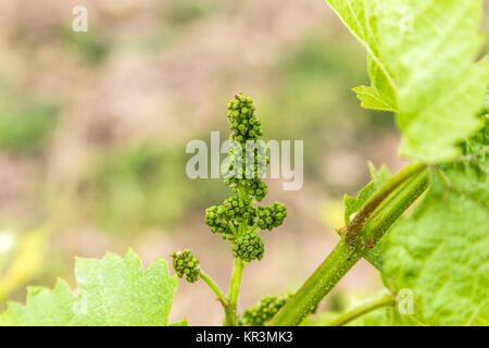 Petits raisins dans la vigne au printemps Banque D'Images