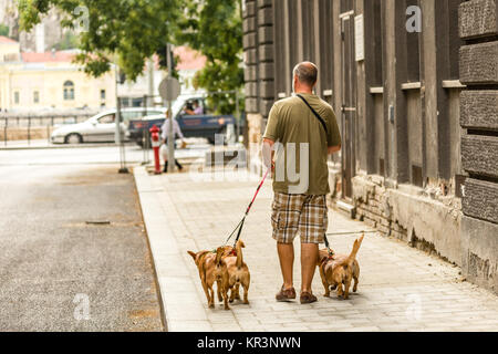 Dog sitter prendre quatre chiens pour une promenade dans une rue de la ville Banque D'Images