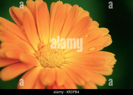 Fleur de calendula Banque D'Images