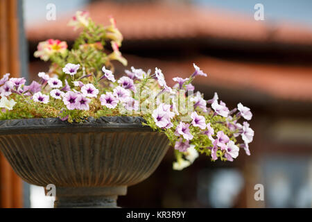 Close-up de petunia fleurs Banque D'Images