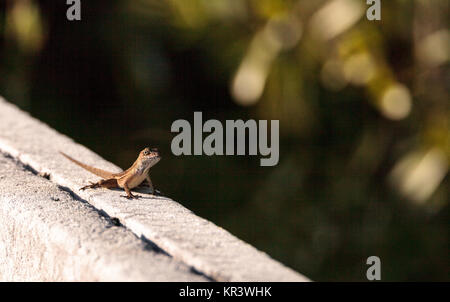 Anolis sagrei anole cubain brun perché sur une clôture dans le Refuge national Ding Darling à Sanibel Island, Floride Banque D'Images