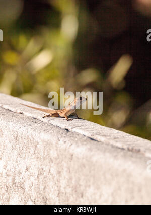 Anolis sagrei anole cubain brun perché sur une clôture dans le Refuge national Ding Darling à Sanibel Island, Floride Banque D'Images