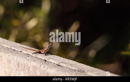 Anolis sagrei anole cubain brun perché sur une clôture dans le Refuge national Ding Darling à Sanibel Island, Floride Banque D'Images