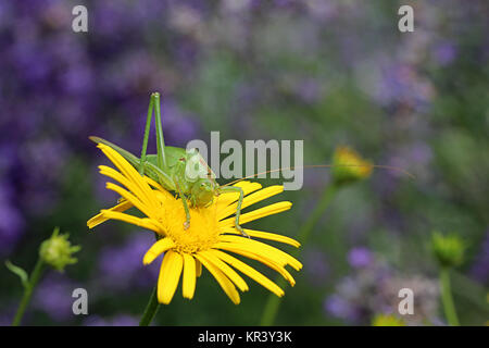 Grand cheval de foin vert tettigonia viridissima Banque D'Images