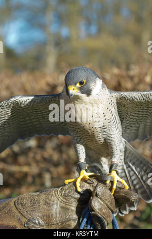 Formé le Faucon pèlerin (Falco peregrinus), utilisé dans le sport de la fauconnerie, est perché sur la main gantée du formateur Banque D'Images