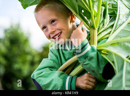 Un petit garçon d'âge préscolaire qui a la récolte d'un grand groupe de la rhubarbe dans le jardin sur un jour de printemps ensoleillé. Il porte une veste verte Banque D'Images