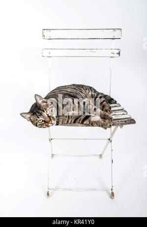 Chat mignon pose sur une vieille chaise blanche Banque D'Images