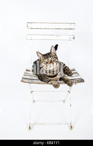 Chat mignon pose sur une vieille chaise blanche Banque D'Images