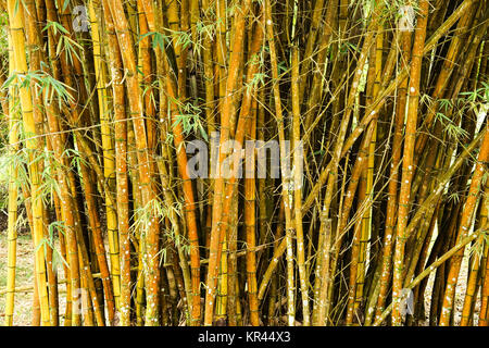 Bamboo forrest close up, clôture de plus en plus de tiges fermer Banque D'Images