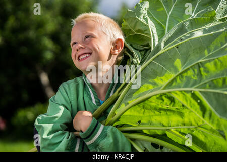 Un petit garçon d'âge préscolaire qui a la récolte d'un grand groupe de la rhubarbe dans le jardin sur un jour de printemps ensoleillé. Il porte une veste verte Banque D'Images