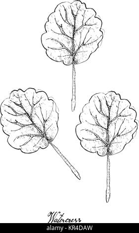 Salade de légumes, Illustration de l'esquisse dessinée à la main vert frais délicieux Cresson Plant isolé sur fond blanc. Illustration de Vecteur