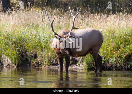 Hirsch 11 Wapiti Wapiti, bull 11 Banque D'Images