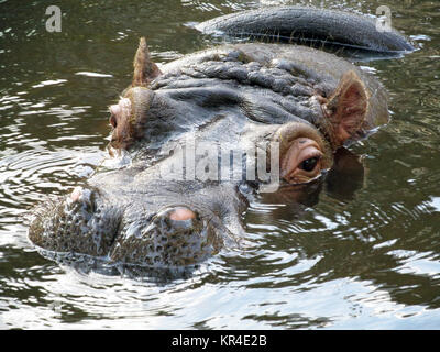 Hippopotame dans l'eau Banque D'Images