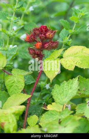 Myrtille japonaise / framboise RedBrine / Berry à vin japonais Banque D'Images