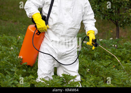 L'épandage de pesticides. Les légumes non biologiques. Banque D'Images