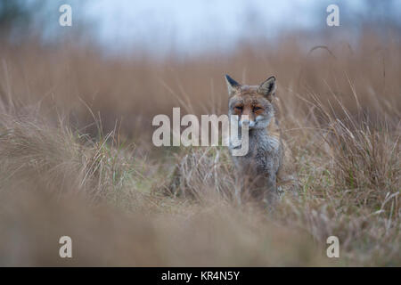 Red Fox (Vulpes vulpes) adulte en winterfur nice, assis dans l'herbe haute, en attente, en regardant attentivement, mauvais temps, un jour de pluie, de la faune, de l'Europe. Banque D'Images