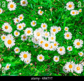 Blooming fleurs de camomille Banque D'Images