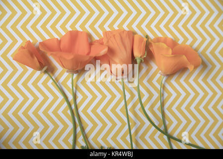 Coquelicots de Californie sur fond chevron jaune Banque D'Images