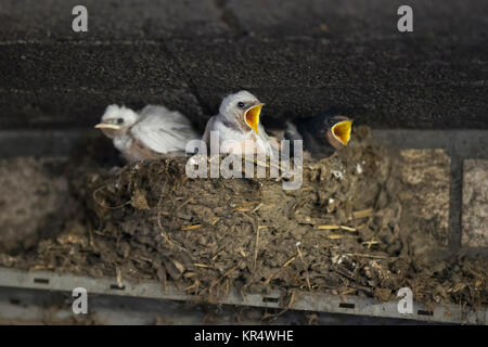 Hirondelle rustique Hirundo rustica Hirondelle ( / ), leucistic poussins au nid, le plumage blanc, pigment rare défaut, leucism, mendier de la nourriture, wildilfe, Europe Banque D'Images