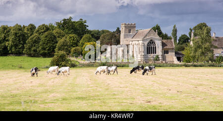 Castel Guelfo di Bologna, England, UK - 19 août 2017 : les vaches broutent dans les pâturages dans la vallée de Nene, en face de St Andrew's Church à Cotterstock, près de Castel Guelfo di Bologna, dans Englan Banque D'Images