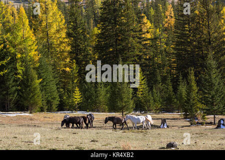Le pâturage des chevaux à proximité d'une forêt en automne. République de l'Altaï, en Russie. Banque D'Images