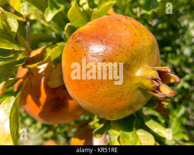 De plus en plus sur un arbre Pomegrante Punica granatum Banque D'Images