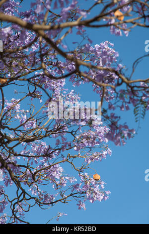 L'Éthiopie, Addis-Abeba, Decemder 3, 2013. Jacaranda fleurissent dans la rue Churchill de l'Ethiopie, à Addis-Abeba en décembre 3,2014. Banque D'Images