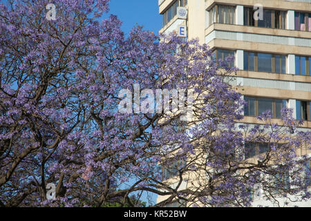 L'Éthiopie, Addis-Abeba, Decemder 3, 2013. Jacaranda fleurissent dans la rue Churchill de l'Ethiopie, à Addis-Abeba en décembre 3,2014. Banque D'Images