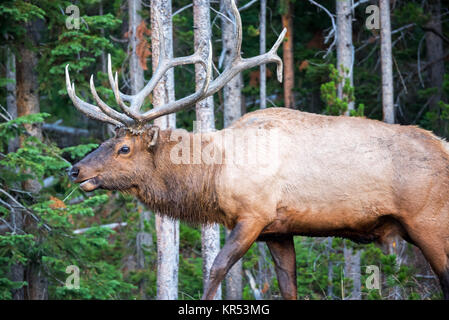 Wapiti dans une forêt Banque D'Images