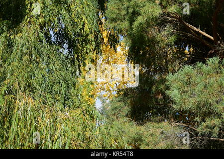 Collection de belles feuilles aux couleurs automnales Banque D'Images