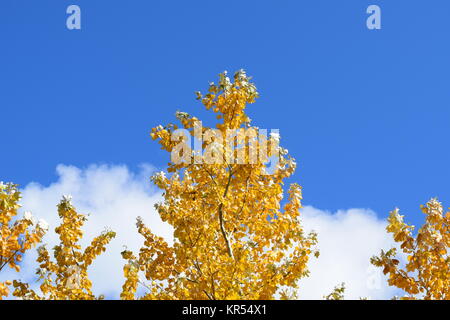 Collection de belles feuilles aux couleurs automnales Banque D'Images