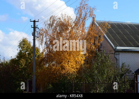Collection de belles feuilles aux couleurs automnales Banque D'Images