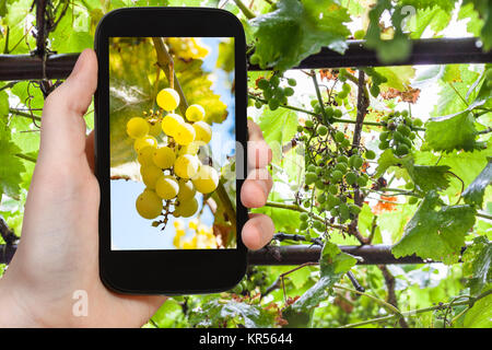 Bouquet de raisin jaune en vigne sur smartphone Banque D'Images