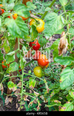 Tomates mûres sur jeu dans le jardin après la pluie Banque D'Images