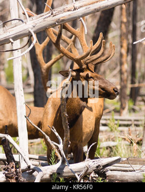 Grande Faune de l'Ouest par les wapitis du parc national de Yellowstone Banque D'Images