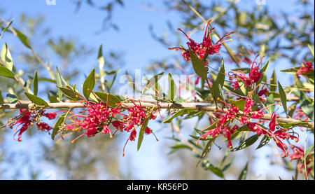 Australian Red Grevillea Fleurs splendeur Banque D'Images