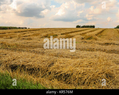Champ de blé récoltés avant le coucher du soleil Banque D'Images