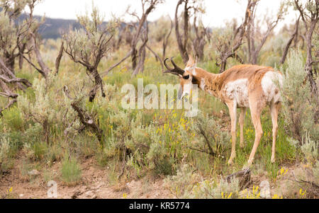 L'Antilope d'adultes Pâturage Pâturage Yellowstone d'animaux sauvages Banque D'Images