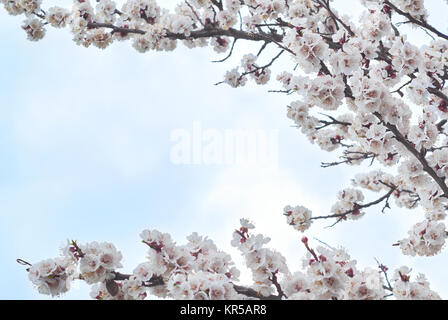 Les branches d'arbres en fleurs. Fleurs abricot blanc phote Banque D'Images