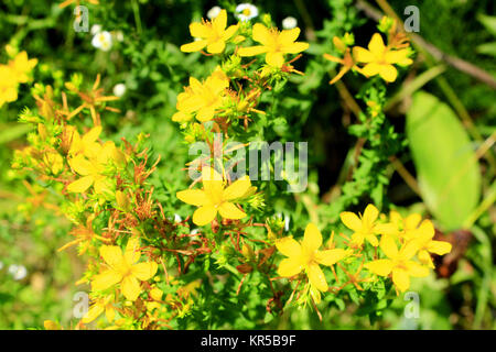 De belles fleurs jaunes de St.-John's wort Banque D'Images