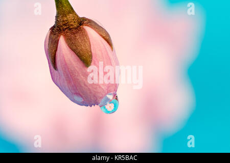 Goutte de rosée sur une fleur de cerisier bud Banque D'Images