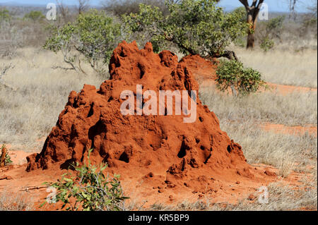 Termitière dans la savane dans parc national de Kenya Banque D'Images