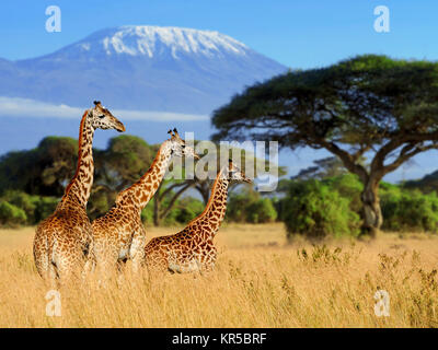 Trois sur le mont Kilimandjaro girafe en arrière-plan, parc national du Kenya, Afrique Banque D'Images