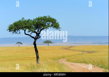 Paysage de savane dans le parc national au Kenya Banque D'Images