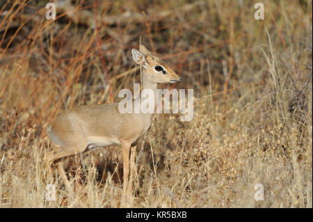 Dik-dik, une petite antilope, Réserve nationale de Samburu, Kenya, Afrique de l'Est Banque D'Images