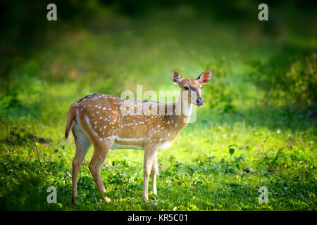 Cerfs tachetés sauvages dans le parc national de Yala, au Sri Lanka Banque D'Images