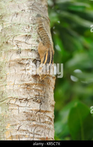 Tamia sur l'arbre. Sri Lanka Banque D'Images