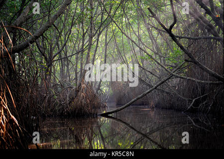 Bosquets d'arbres de mangrove dans la zone de marée. Sri Lanka Banque D'Images