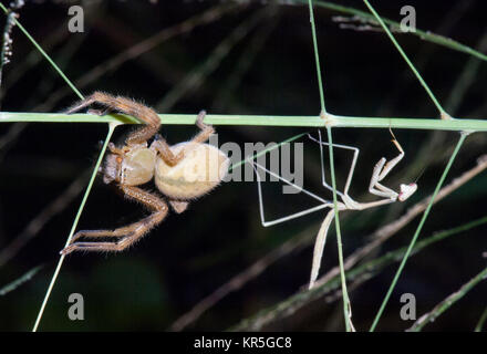 Araignée Huntsman (Sparassidae) et la mante religieuse, Mt pour carabine, Atherton, Far North Queensland, Queensland, Australie, FNQ Banque D'Images